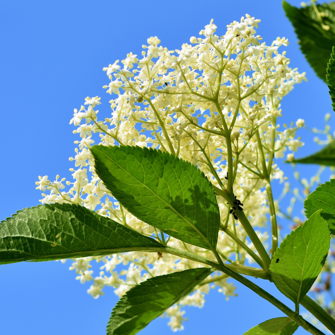 White flowers and green leaves against a clear blue sky