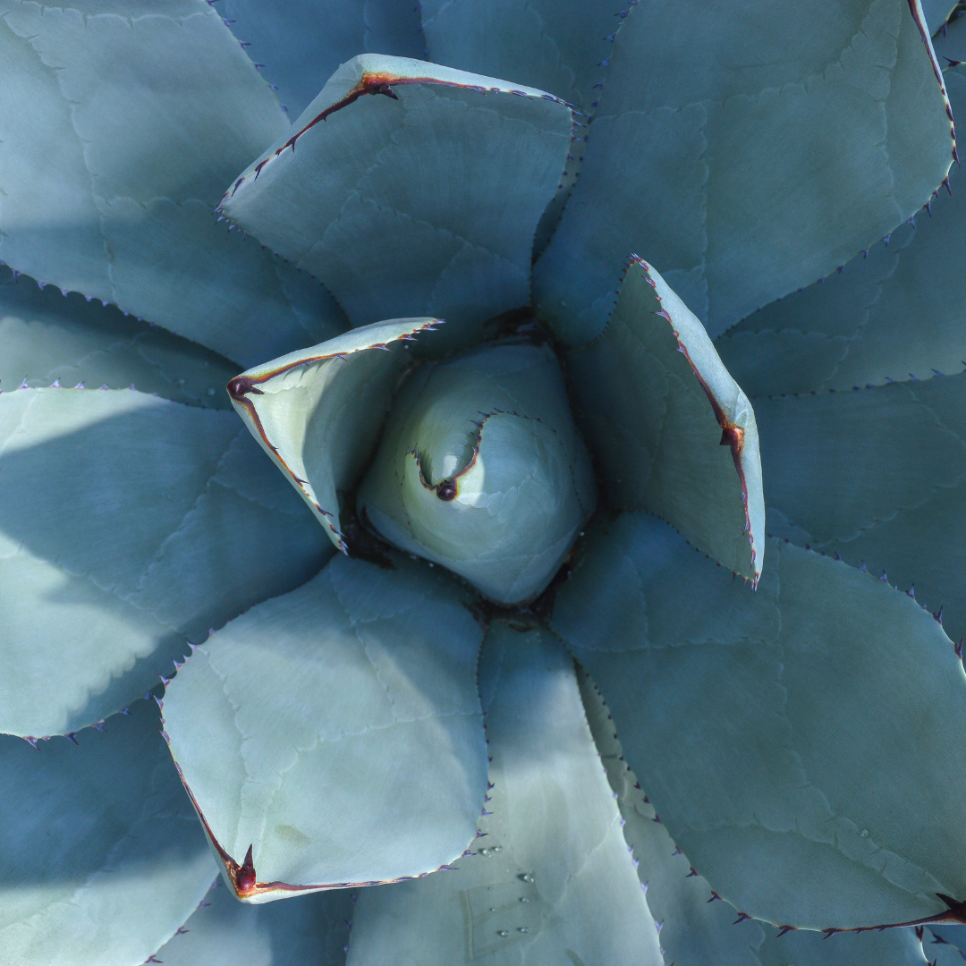Close-up of a blue agave plant with detailed texture
