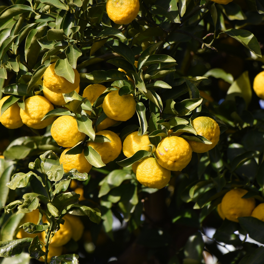 Yellow yuzus hanging from a tree with green leaves